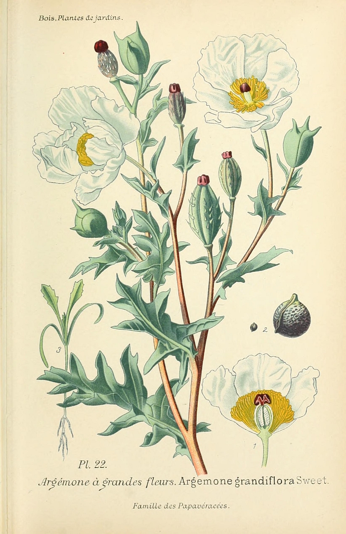 no HD illustration available (3)
