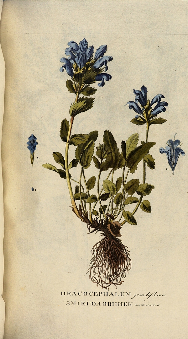no HD illustration available (3)