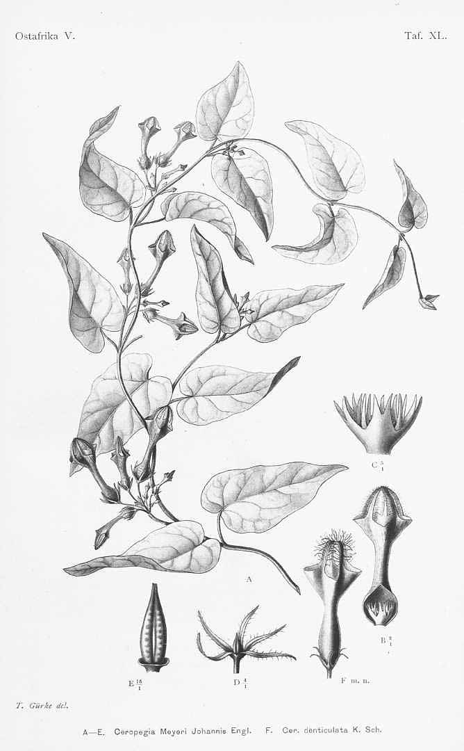 no HD illustration available (m1)