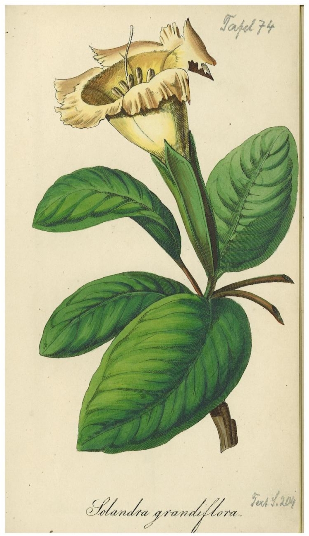 no HD illustration available (3)