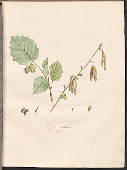 no HD illustration available (3)