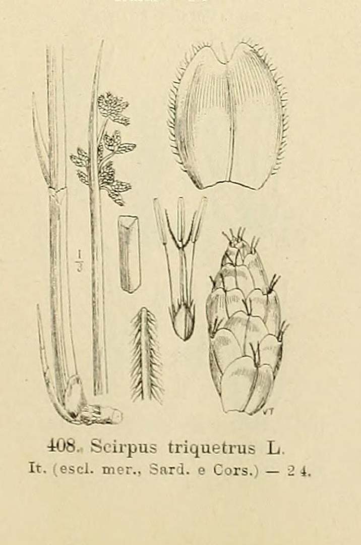 no HD illustration available (3)