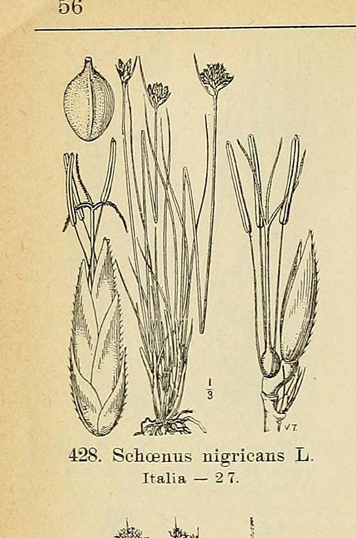 no HD illustration available (3)