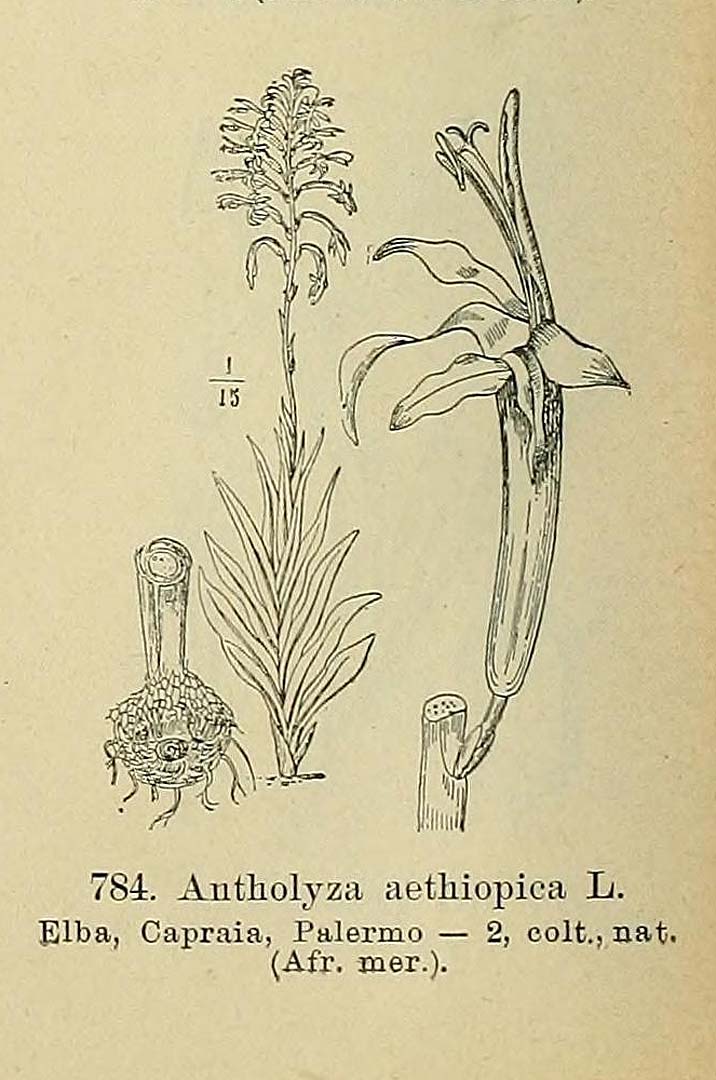 no HD illustration available (3)