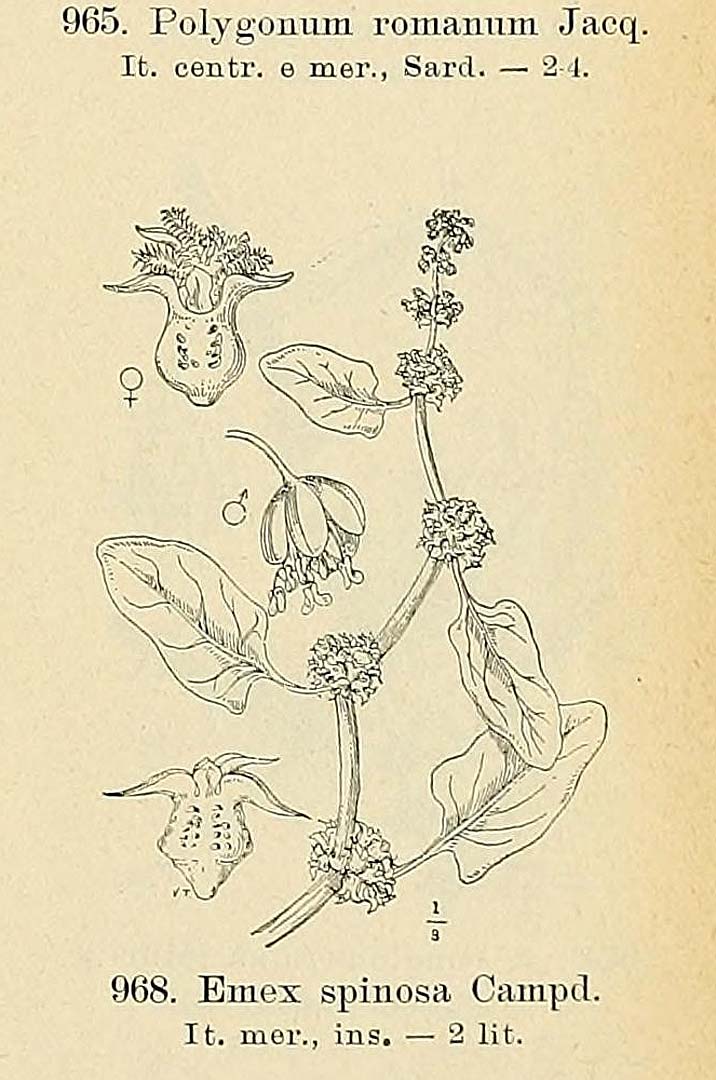 no HD illustration available (3)