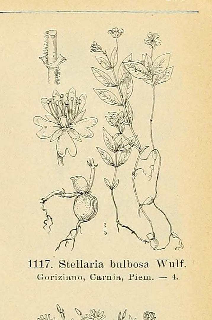 no HD illustration available (m1)