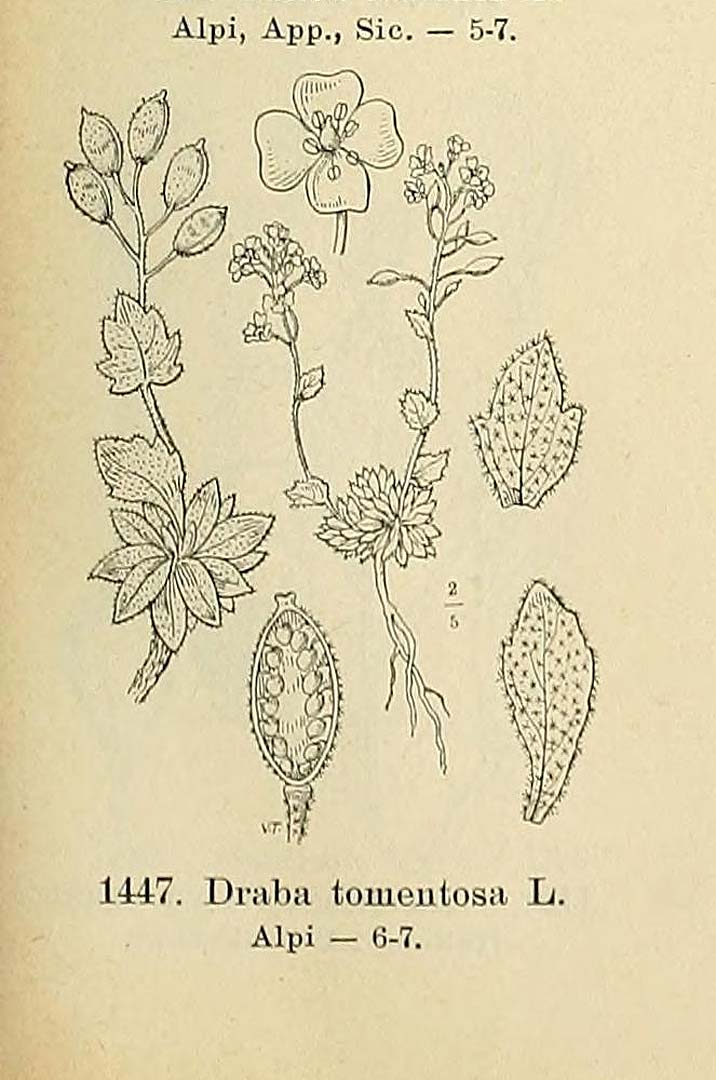 no HD illustration available (m1)