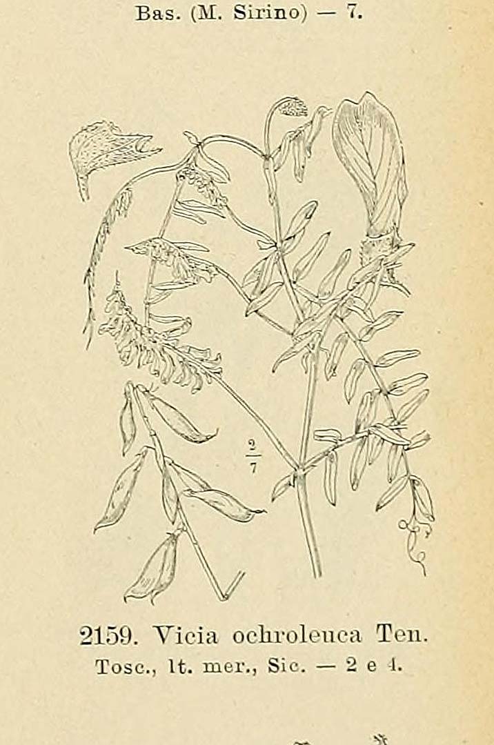 no HD illustration available (m1)