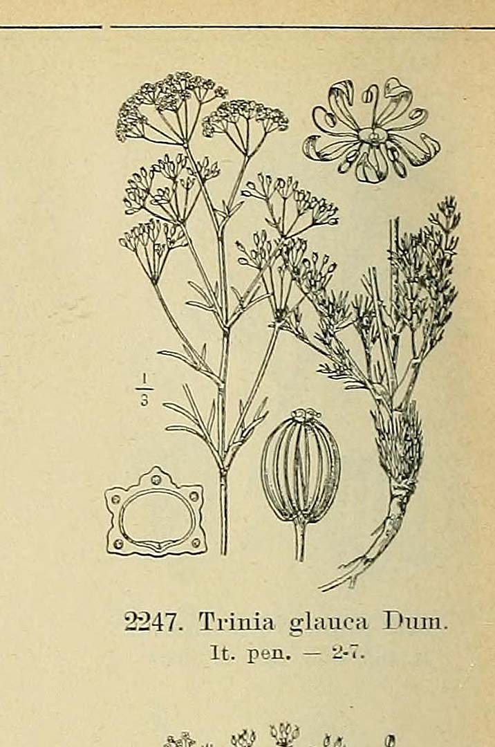 no HD illustration available (m1)
