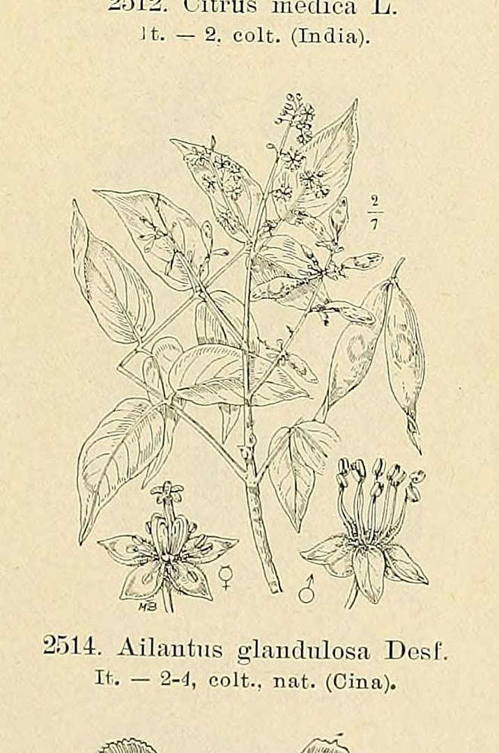 no HD illustration available (3)