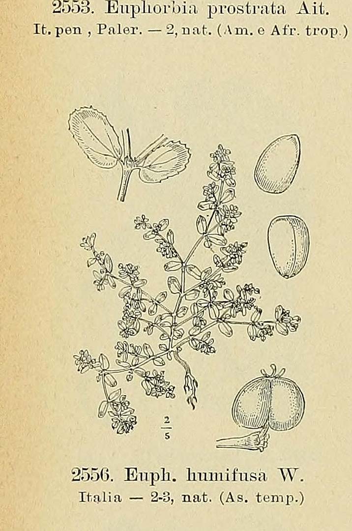 no HD illustration available (m1)