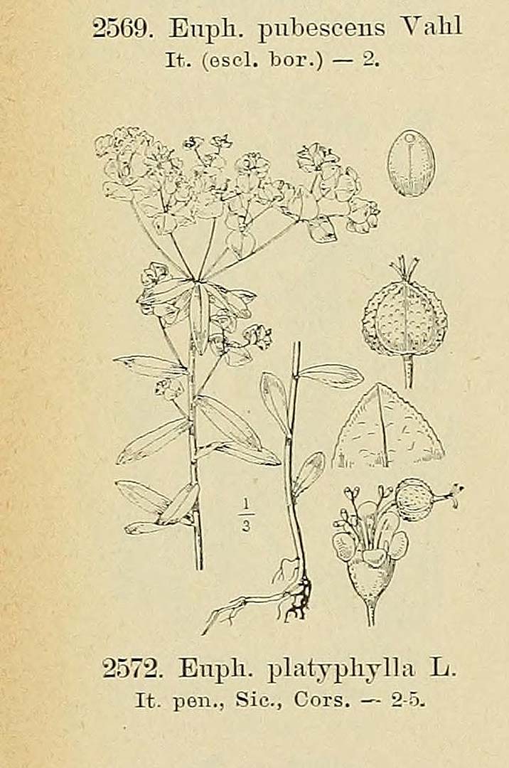 no HD illustration available (3)