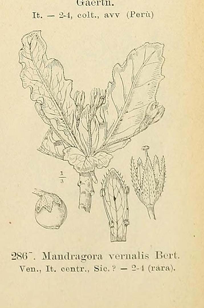 no HD illustration available (m1)
