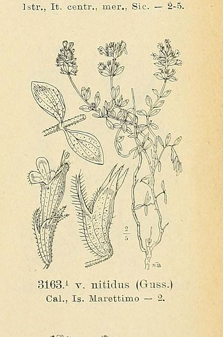 no HD illustration available (3)