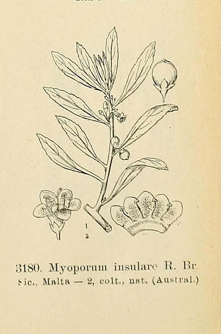 no HD illustration available (m1)