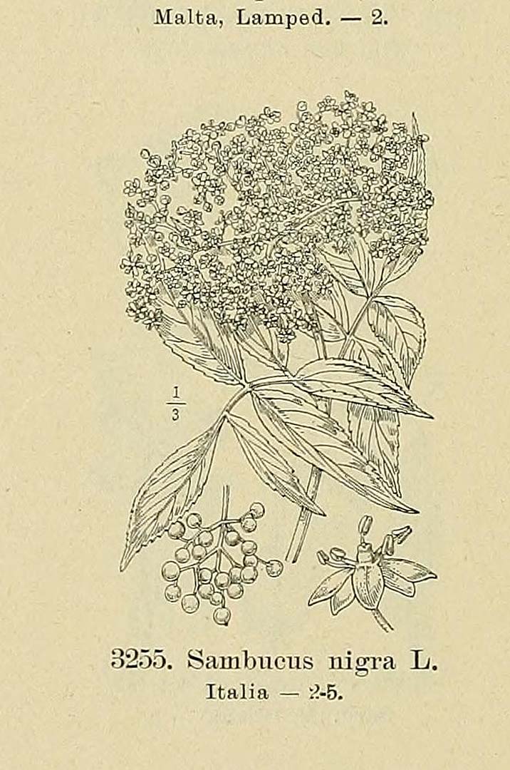 no HD illustration available (3)