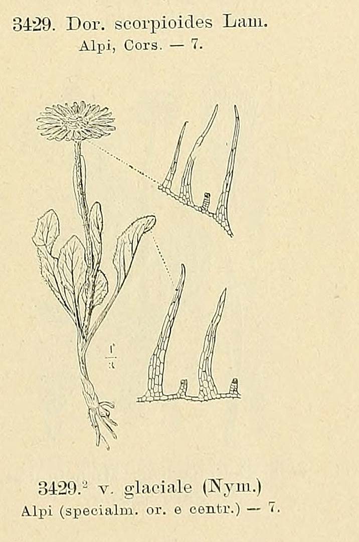no HD illustration available (m1)