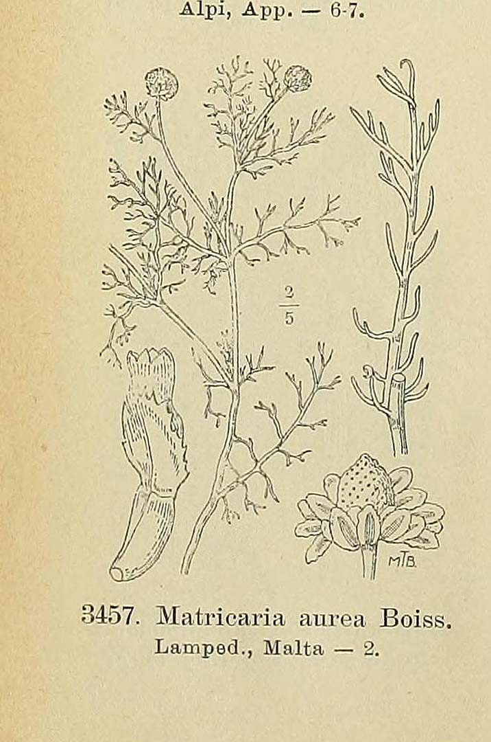no HD illustration available (m1)