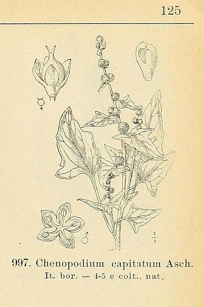 no HD illustration available (3)