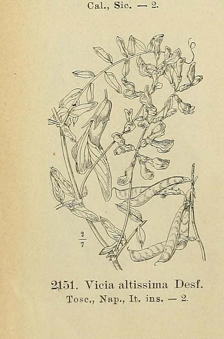 no HD illustration available (m1)