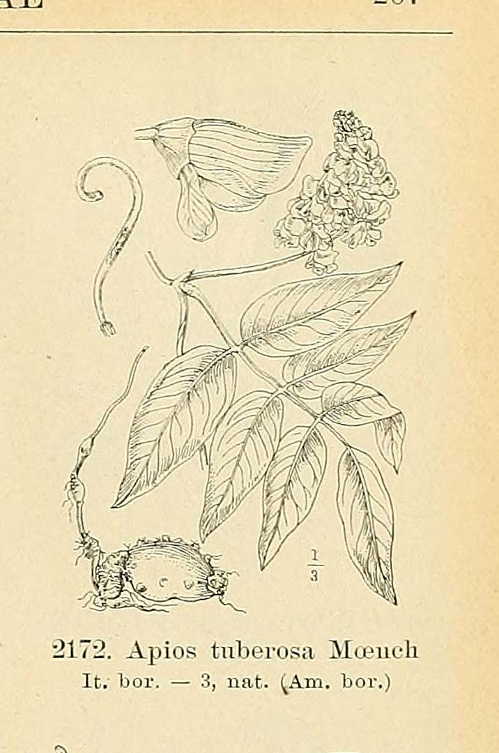 no HD illustration available (3)
