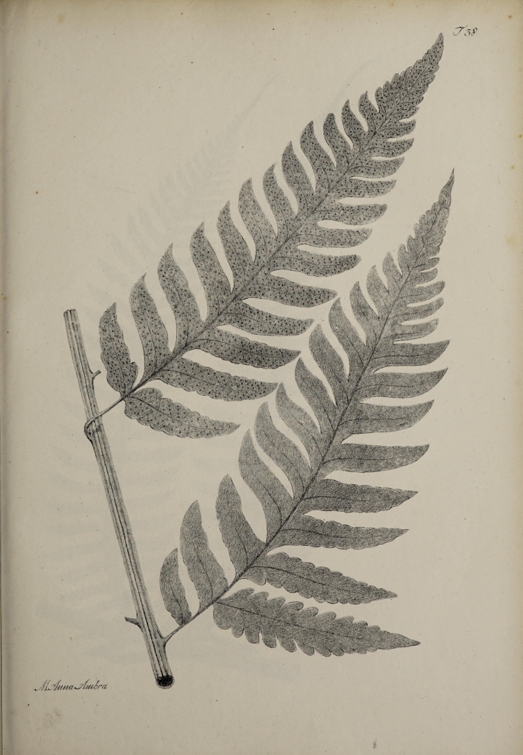 no HD illustration available (3)