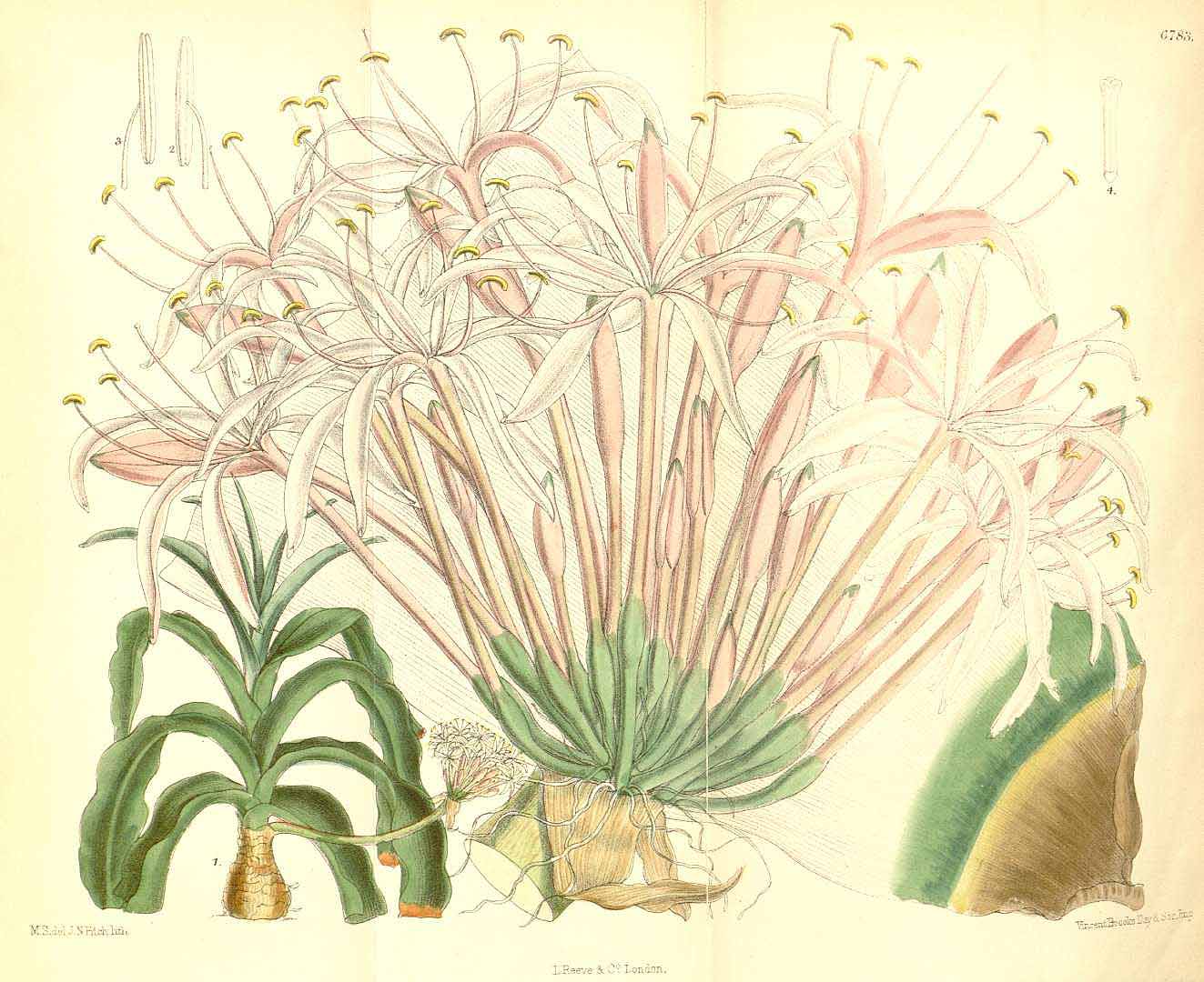 no HD illustration available (3)