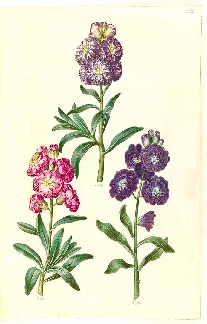 no HD illustration available (3)