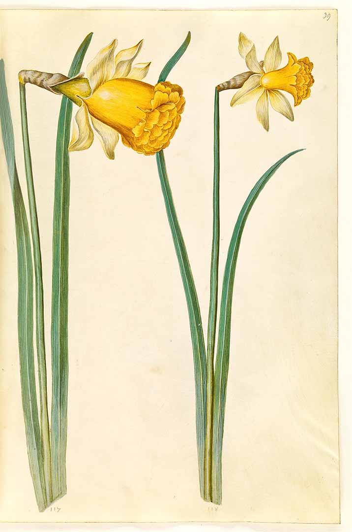 no HD illustration available (3)