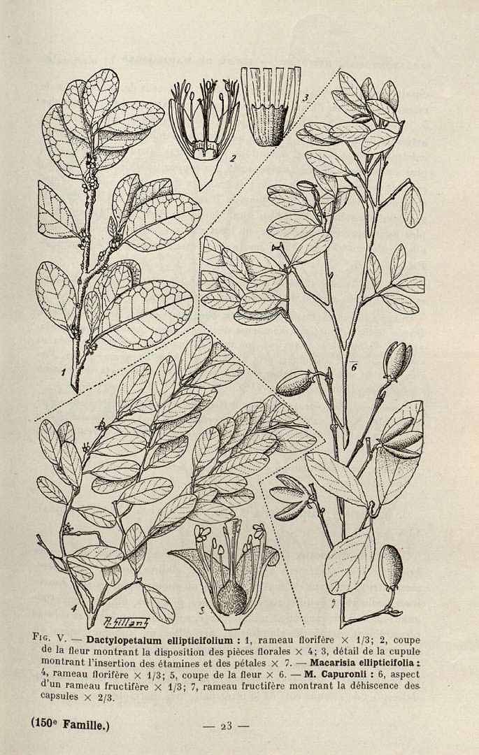 no HD illustration available (3)