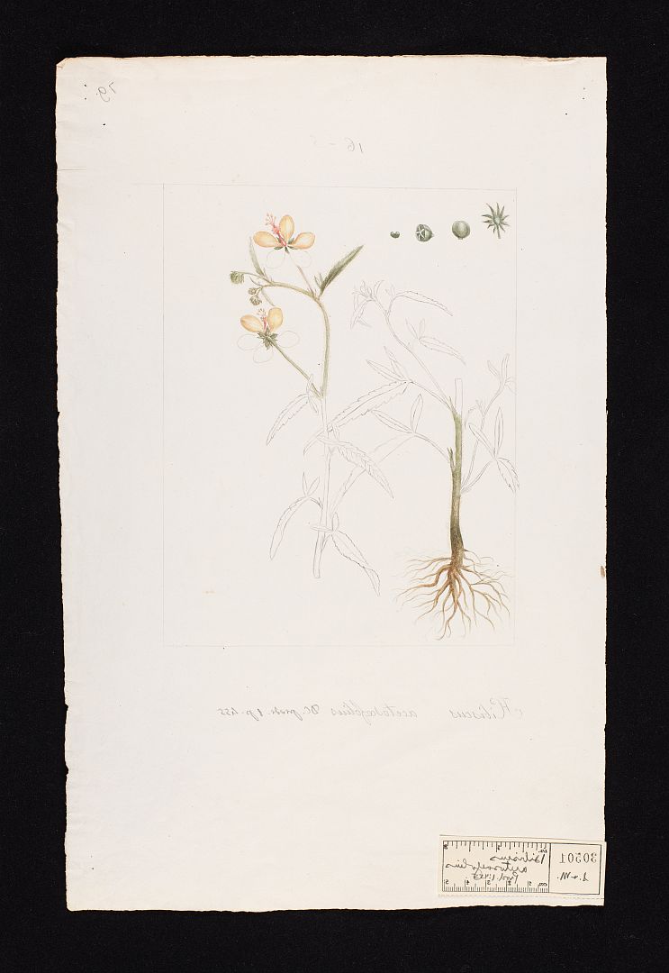 no HD illustration available (3)