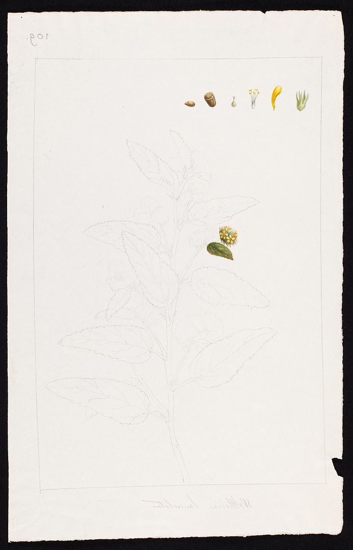 no HD illustration available (m1)