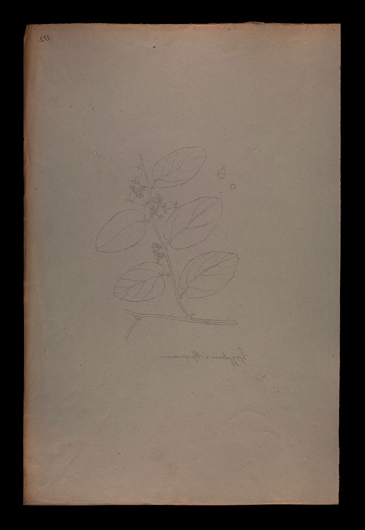 no HD illustration available (m1)