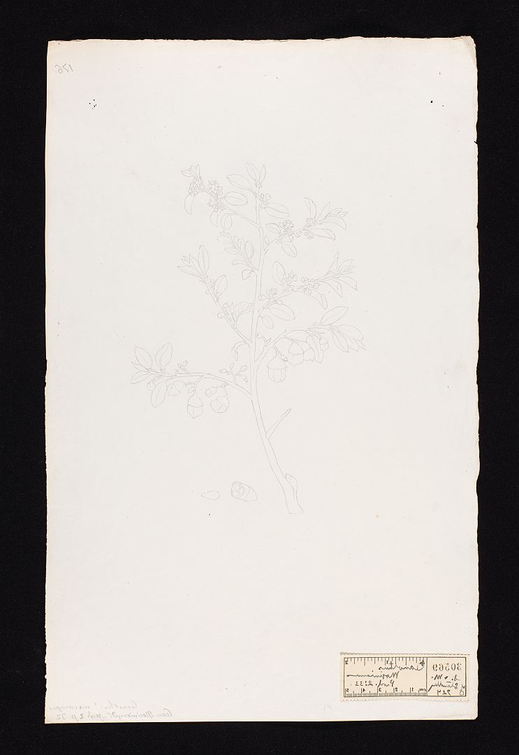 no HD illustration available (m1)