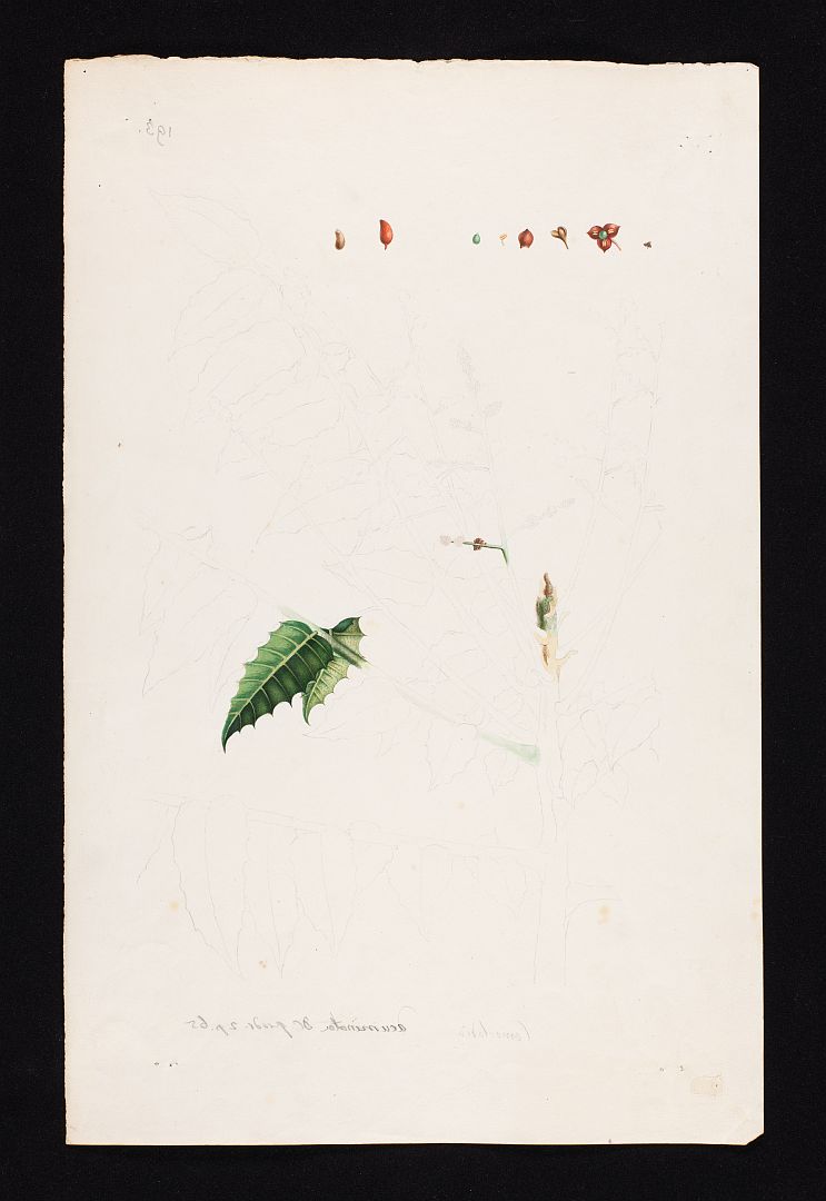 no HD illustration available (m1)