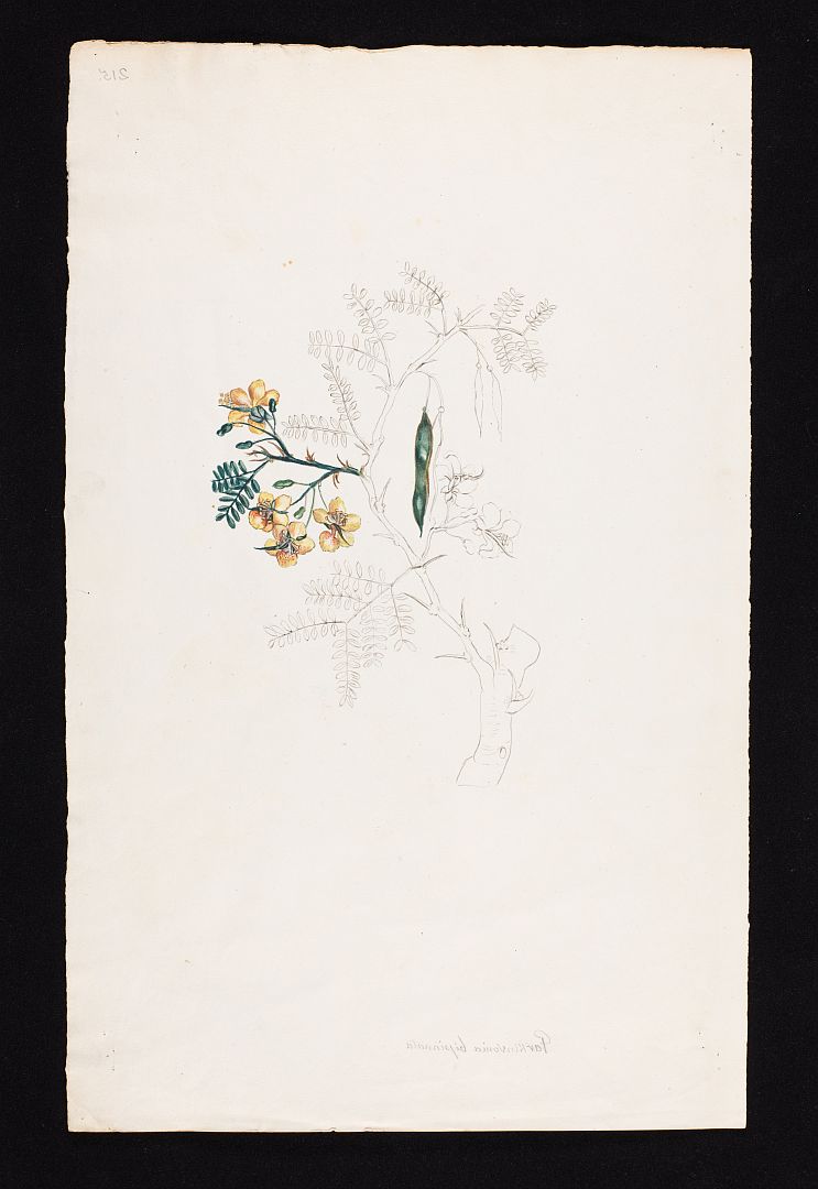 no HD illustration available (3)