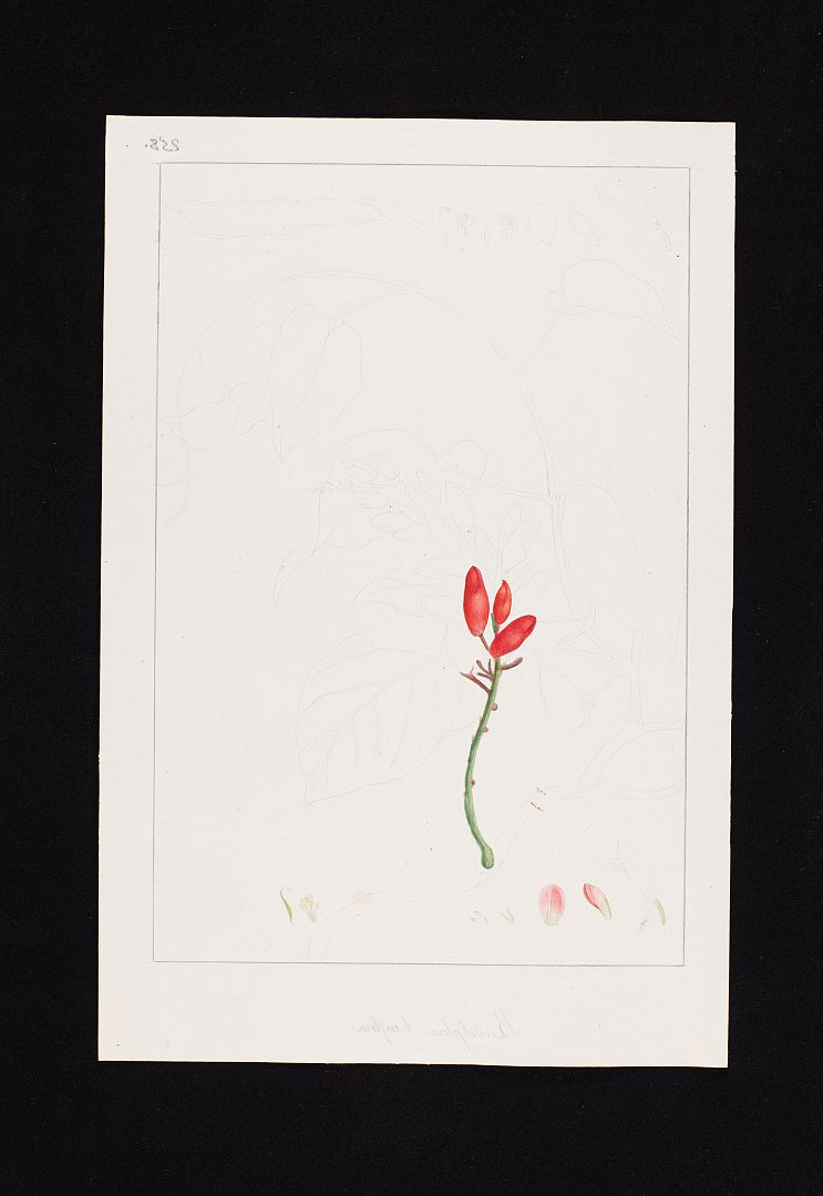 no HD illustration available (3)