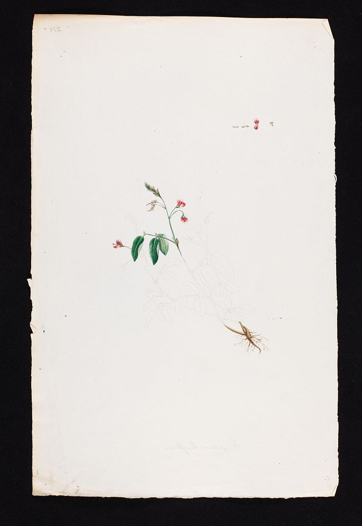 no HD illustration available (3)
