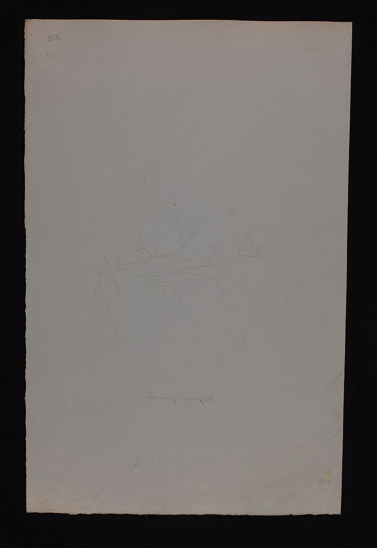 no HD illustration available (3)