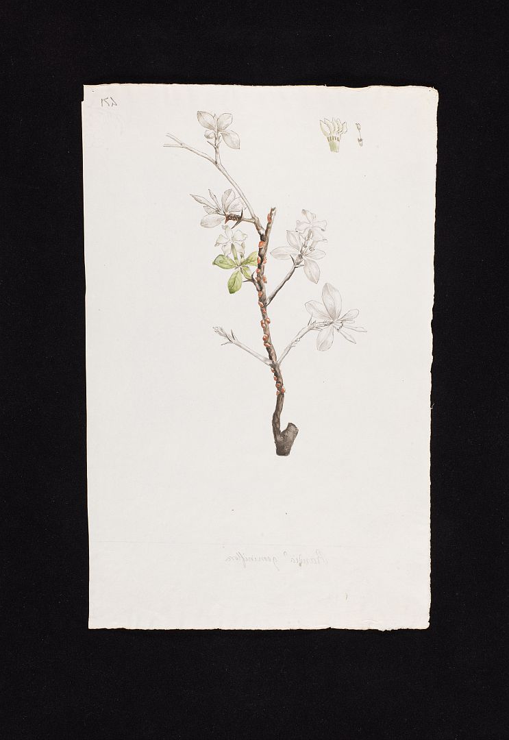 no HD illustration available (3)