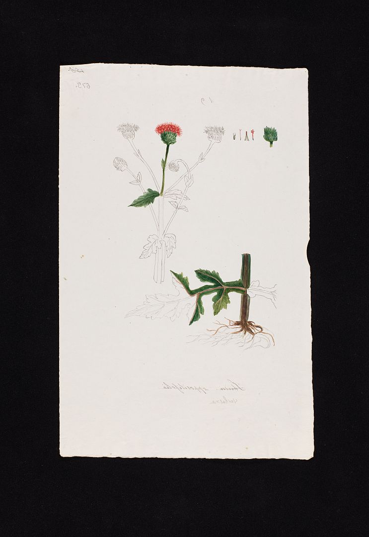 no HD illustration available (m1)
