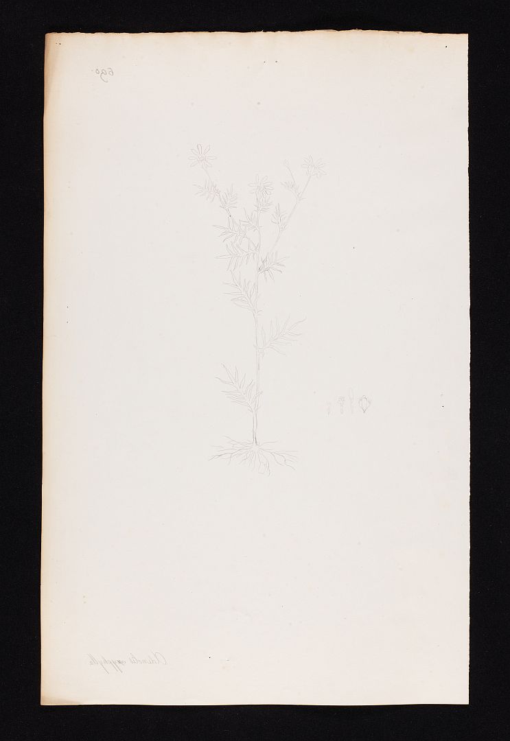 no HD illustration available (m1)