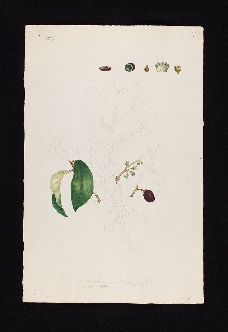 no HD illustration available (m1)