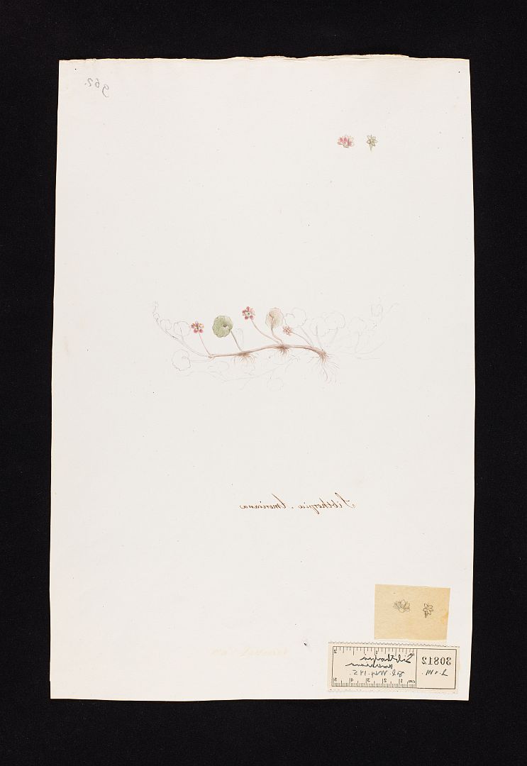 no HD illustration available (3)