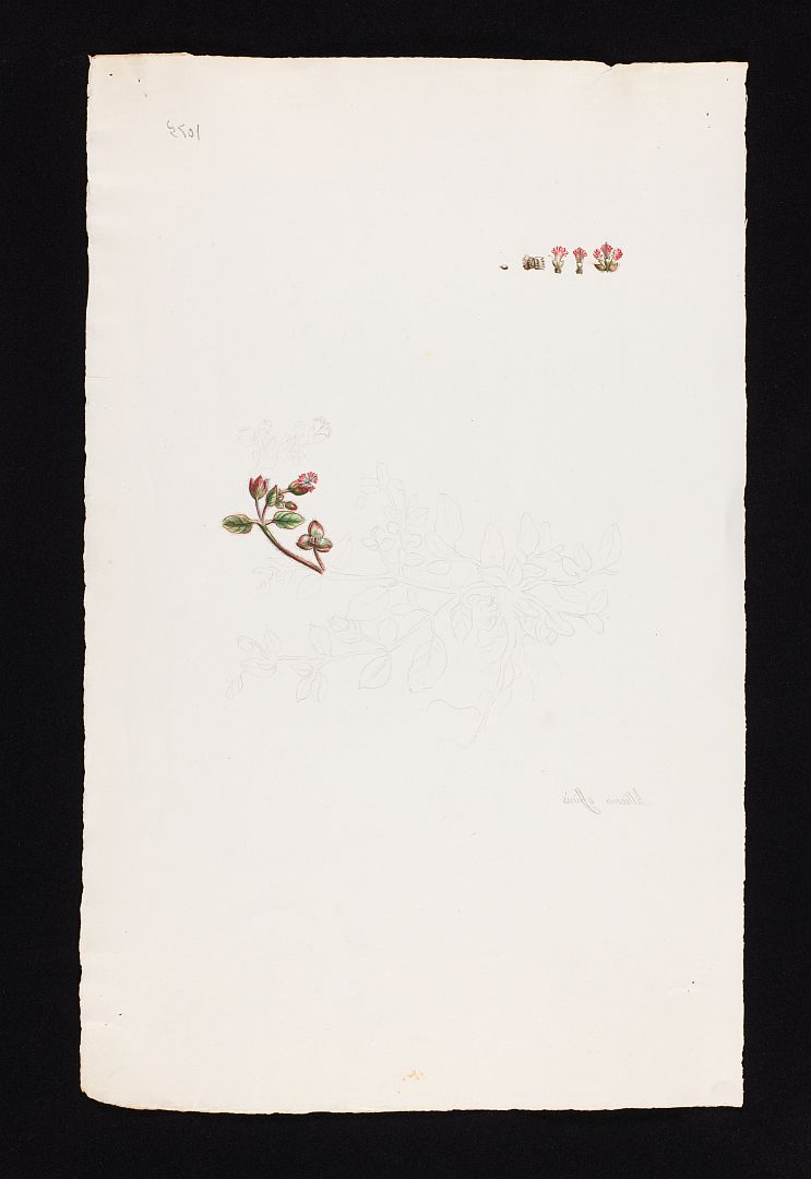 no HD illustration available (m1)