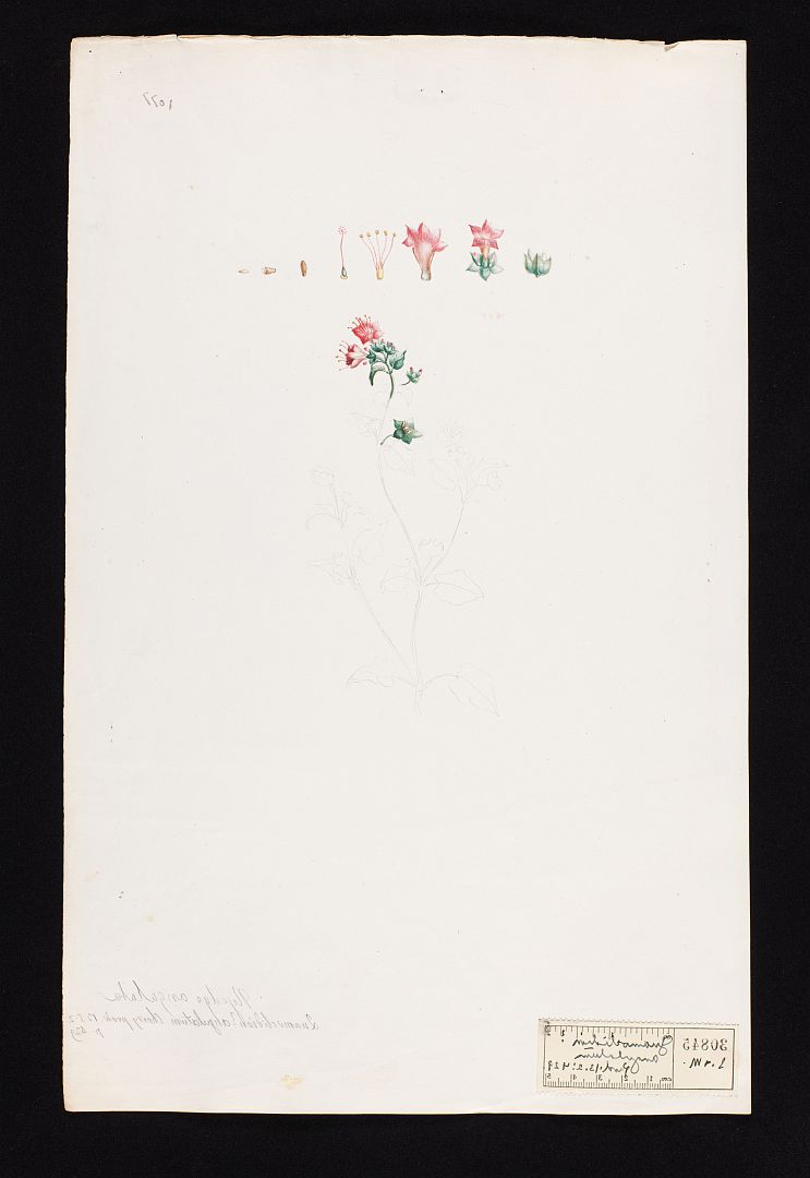 no HD illustration available (m1)