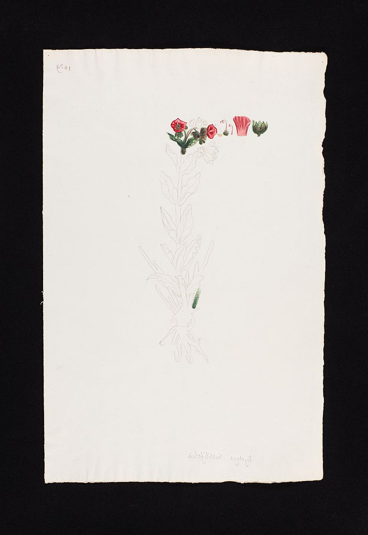 no HD illustration available (m1)