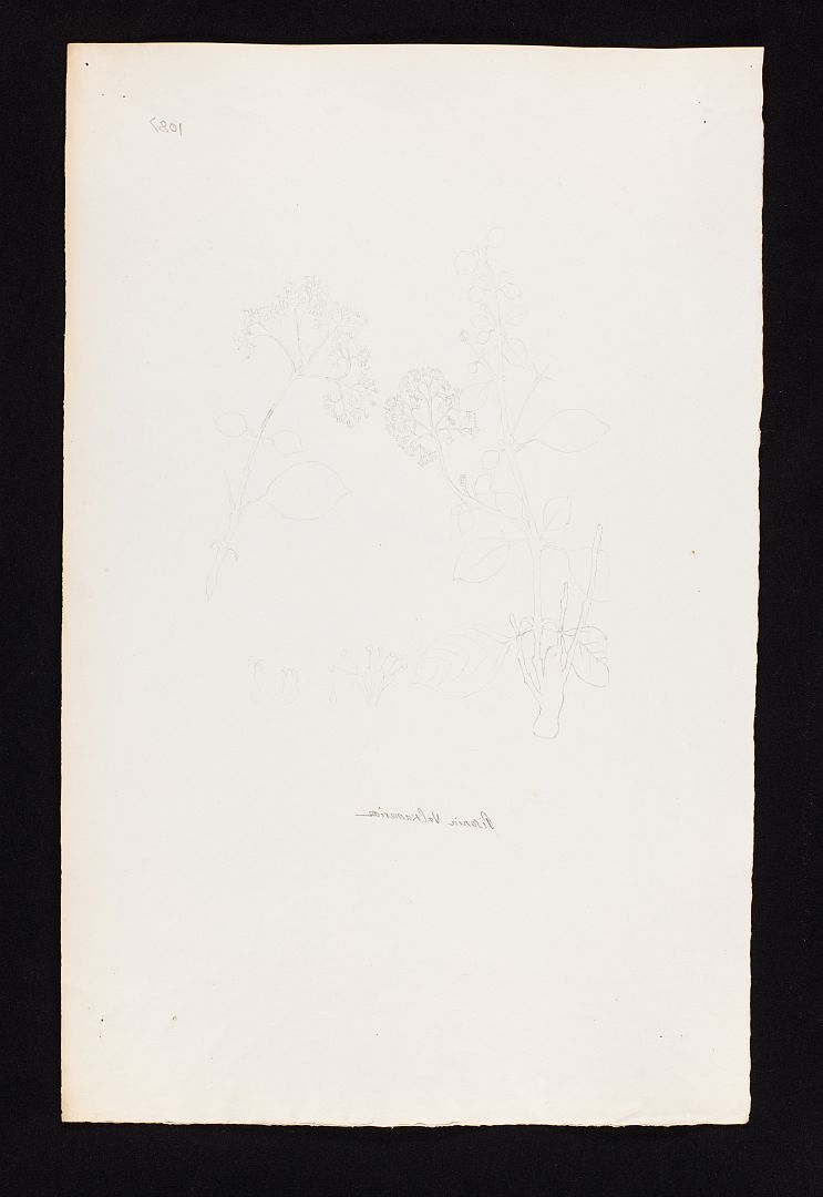 no HD illustration available (m1)