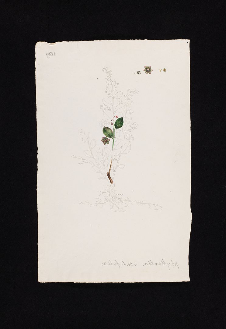 no HD illustration available (m1)