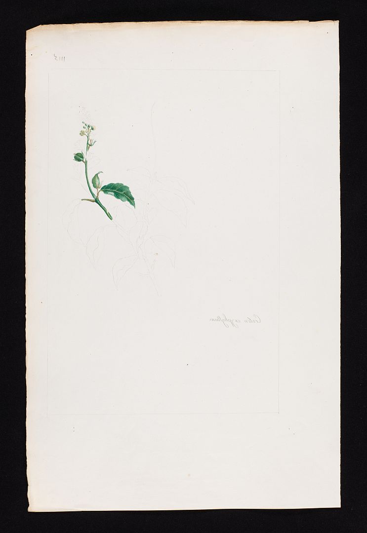 no HD illustration available (m1)